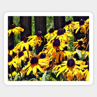 Black Eyed Susans by Fence Sticker